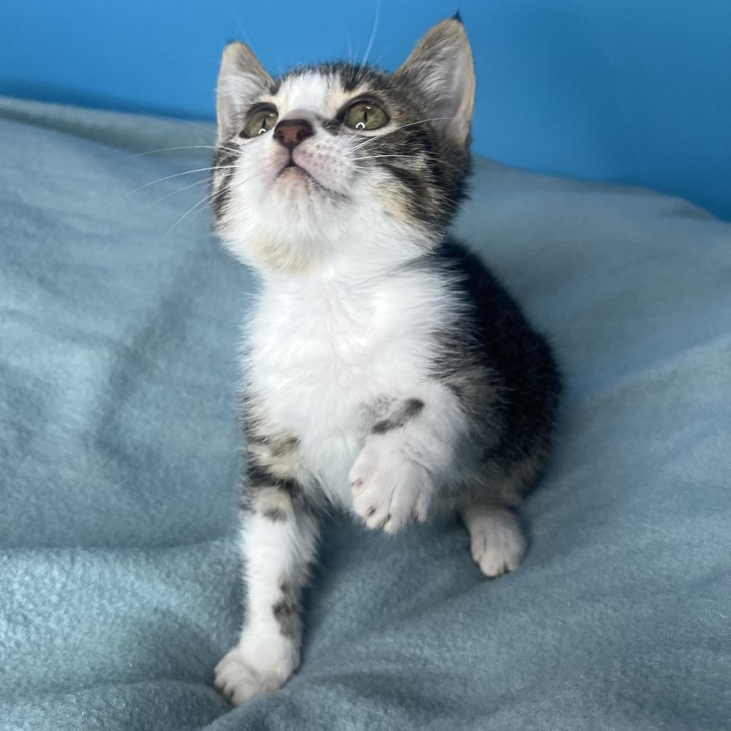 Gutbucket, a Adoptable Domestic Short Hair in San Antonio, TX image 2/6