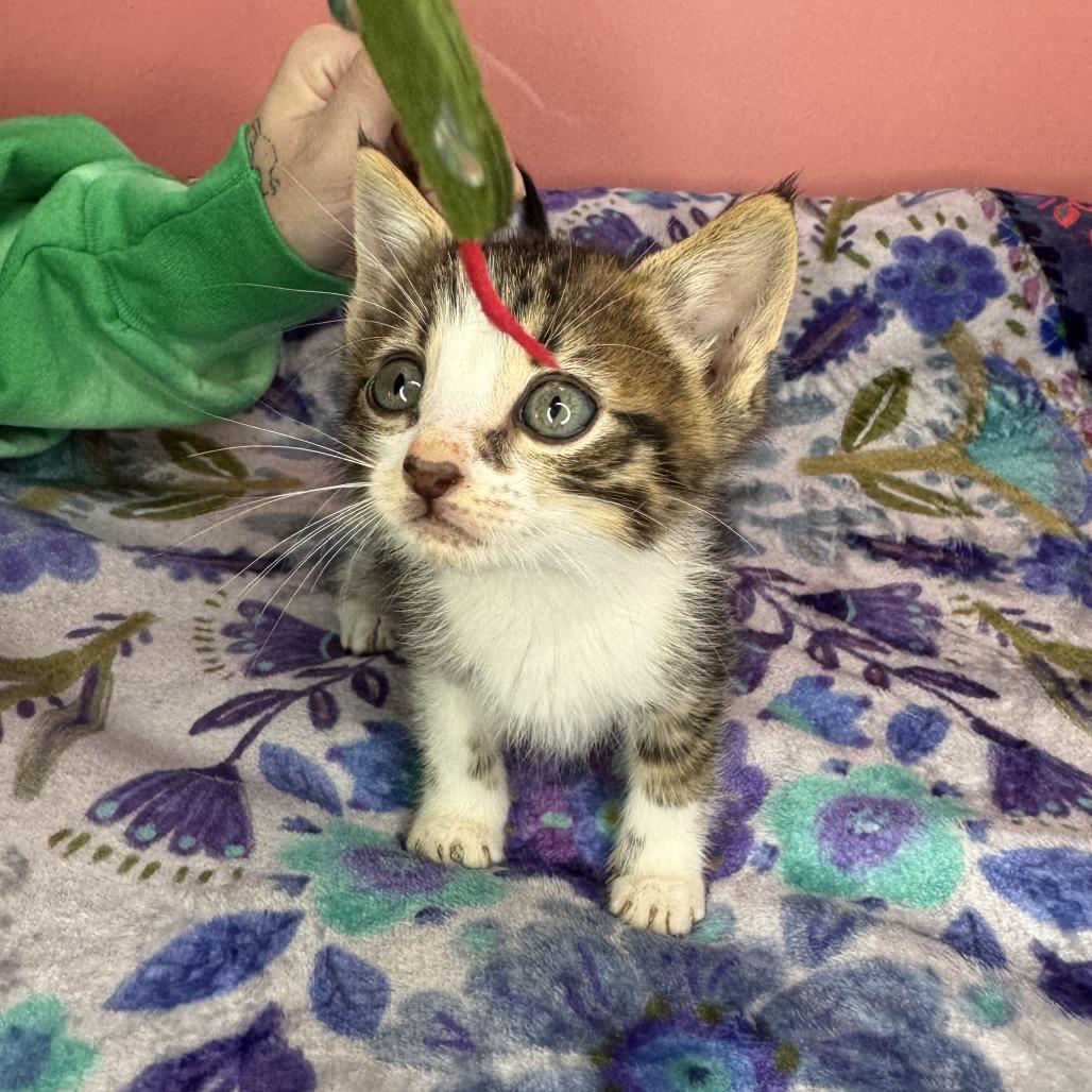 Gutbucket, a Adoptable Domestic Short Hair in San Antonio, TX image 3/6
