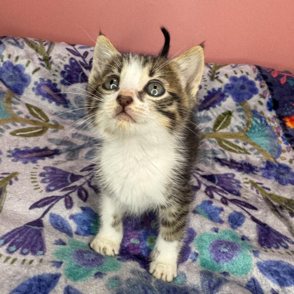 Gutbucket, a Adoptable Domestic Short Hair in San Antonio, TX image 4/6