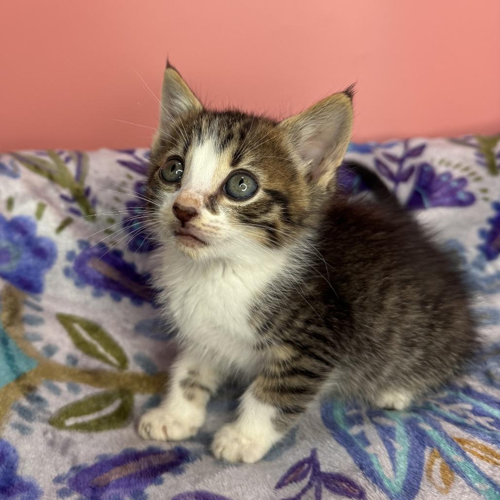 Gutbucket, a Adoptable Domestic Short Hair in San Antonio, TX image 5/6