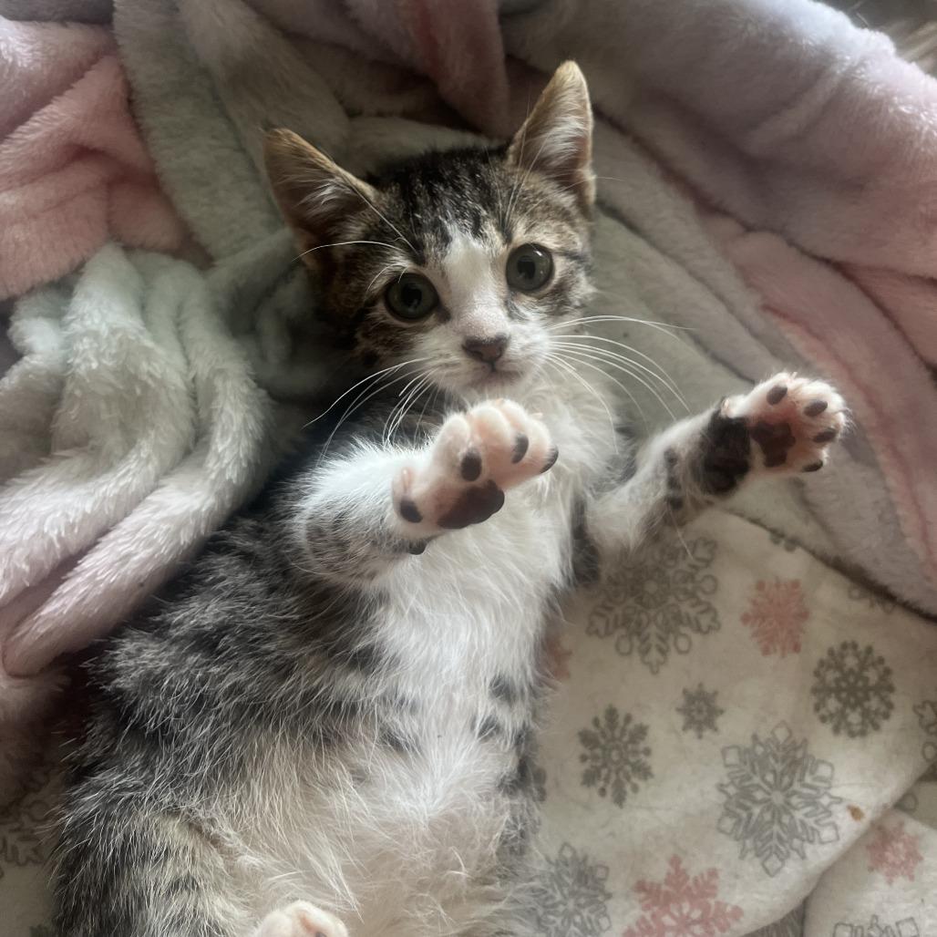 Gutbucket, a Adoptable Domestic Short Hair in San Antonio, TX image 5/6