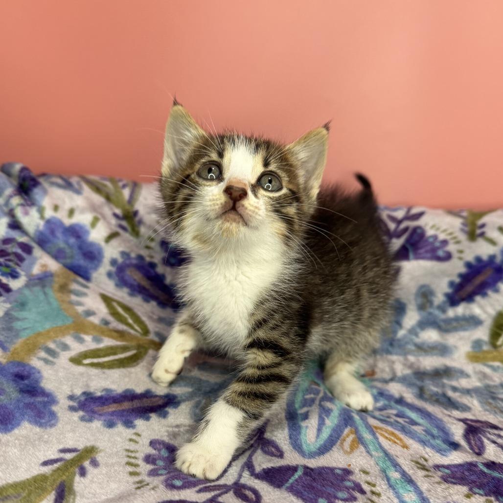 Gutbucket, a Adoptable Domestic Short Hair in San Antonio, TX image 6/6