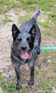 ROWAN, Adoptable, Young Male Australian Cattle Dog / Blue Heeler.
