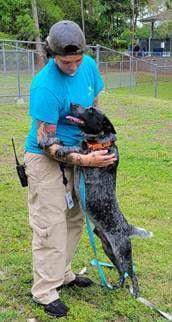 ROWAN, a Adoptable Australian Cattle Dog / Blue Heeler in Bradenton, FL image 2/6