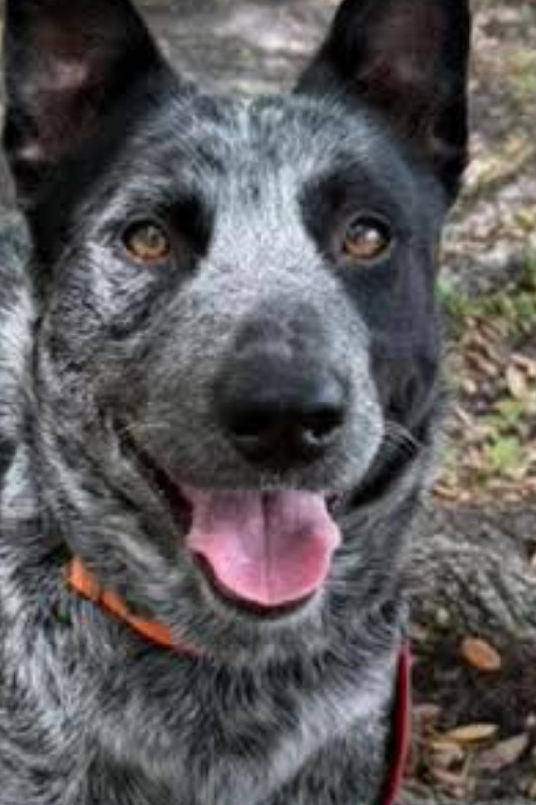 ROWAN, a Adoptable Australian Cattle Dog / Blue Heeler in Bradenton, FL image 3/6