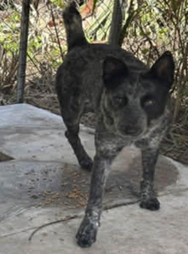 ROWAN, a Adoptable Australian Cattle Dog / Blue Heeler in Bradenton, FL image 4/6