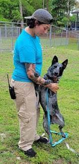 ROWAN, a Adoptable Australian Cattle Dog / Blue Heeler in Bradenton, FL image 5/6