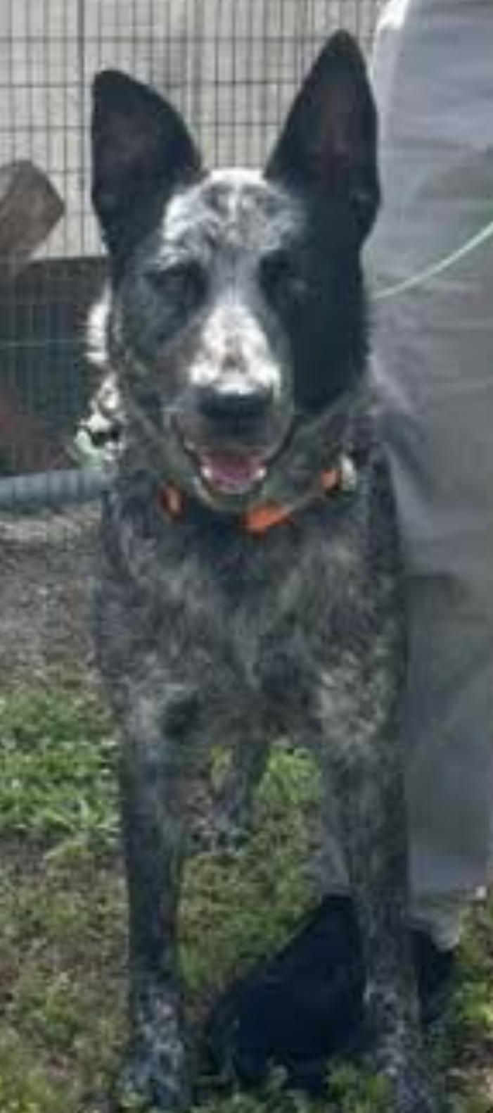 ROWAN, a Adoptable Australian Cattle Dog / Blue Heeler in Bradenton, FL image 6/6