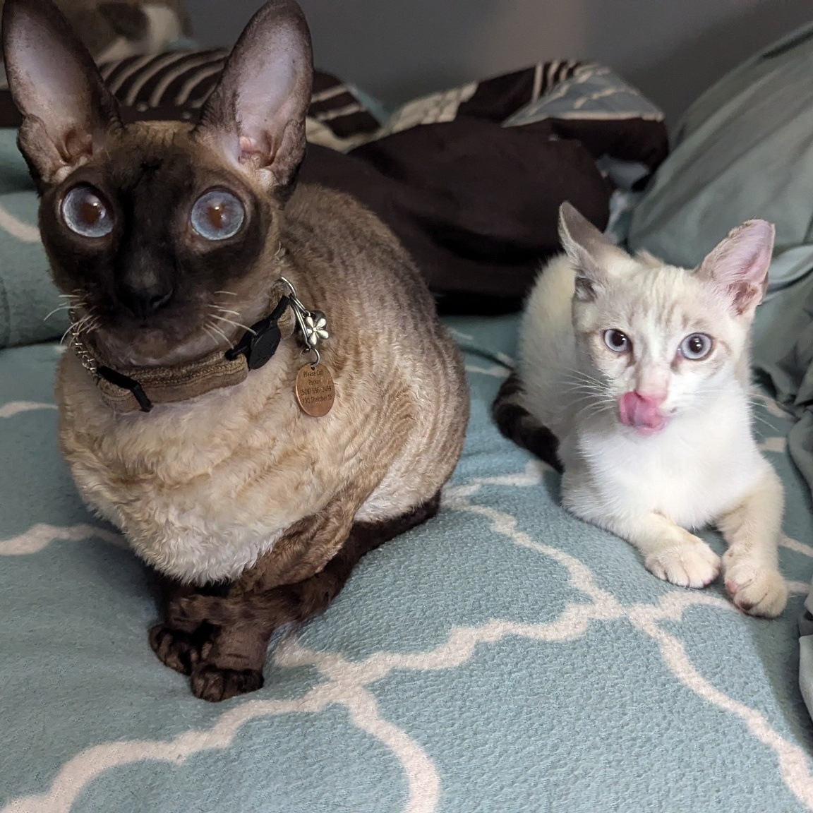 Cat for adoption Mr. Vanilla Bean, a Siamese & American Shorthair Mix