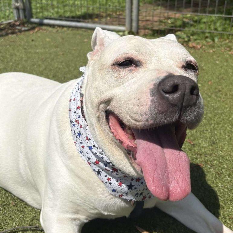 Enlarge Princess Nova, an adopted Mixed Breed in Media, PA image 1/1