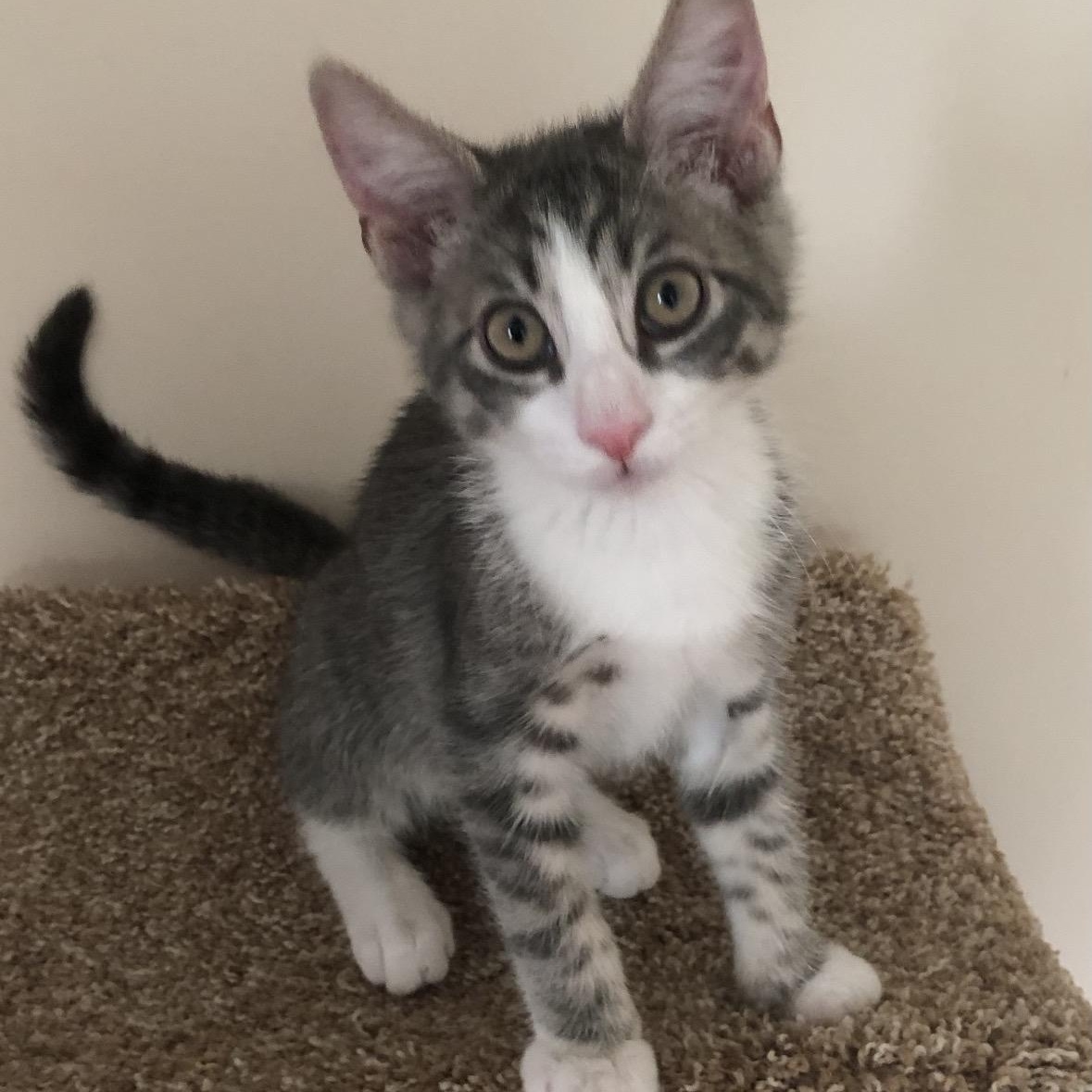Enlarge Tyler, a ADOPTABLE Tiger in East Northport, NY image 3/5