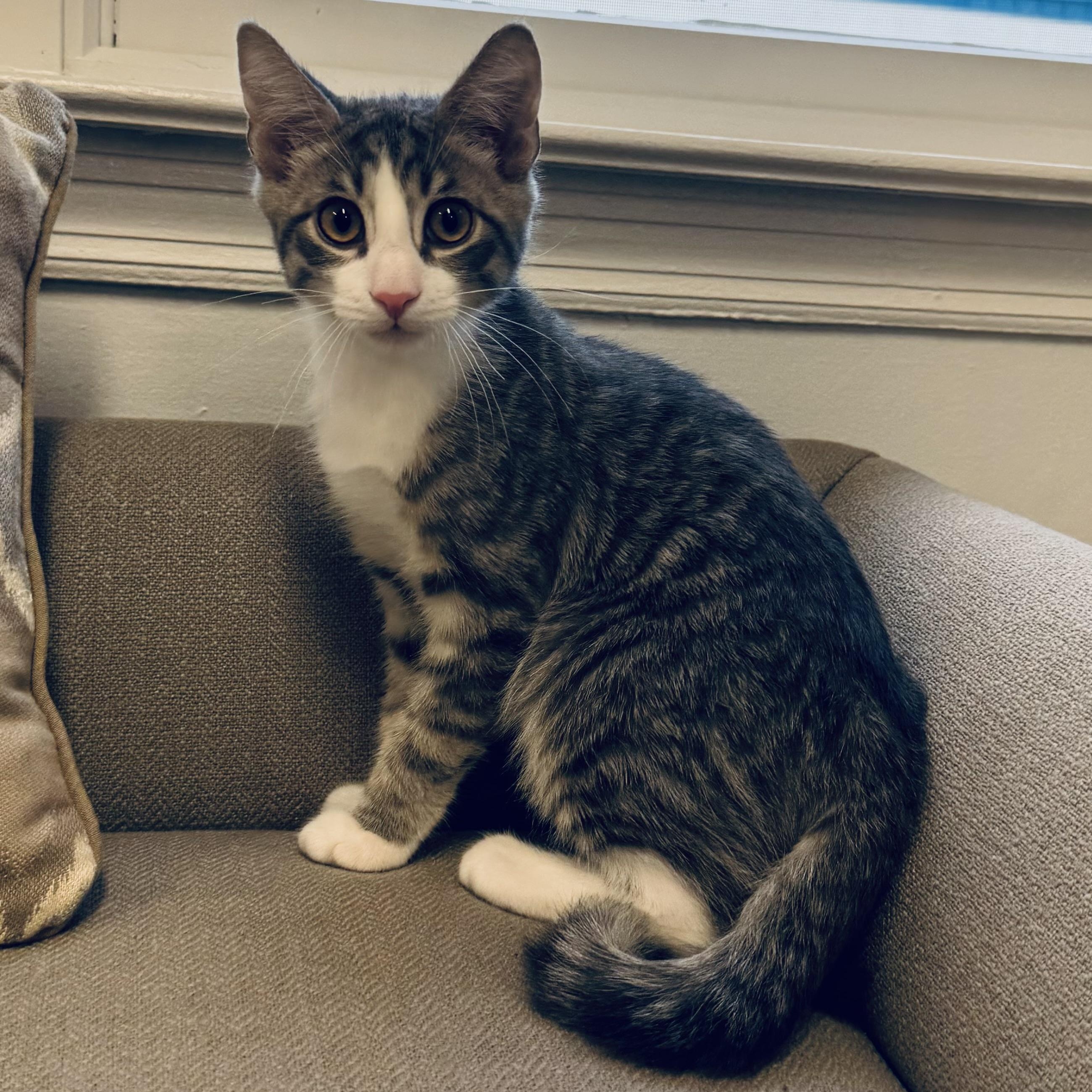Tyler, ADOPTABLE, Kitten Male Tiger.