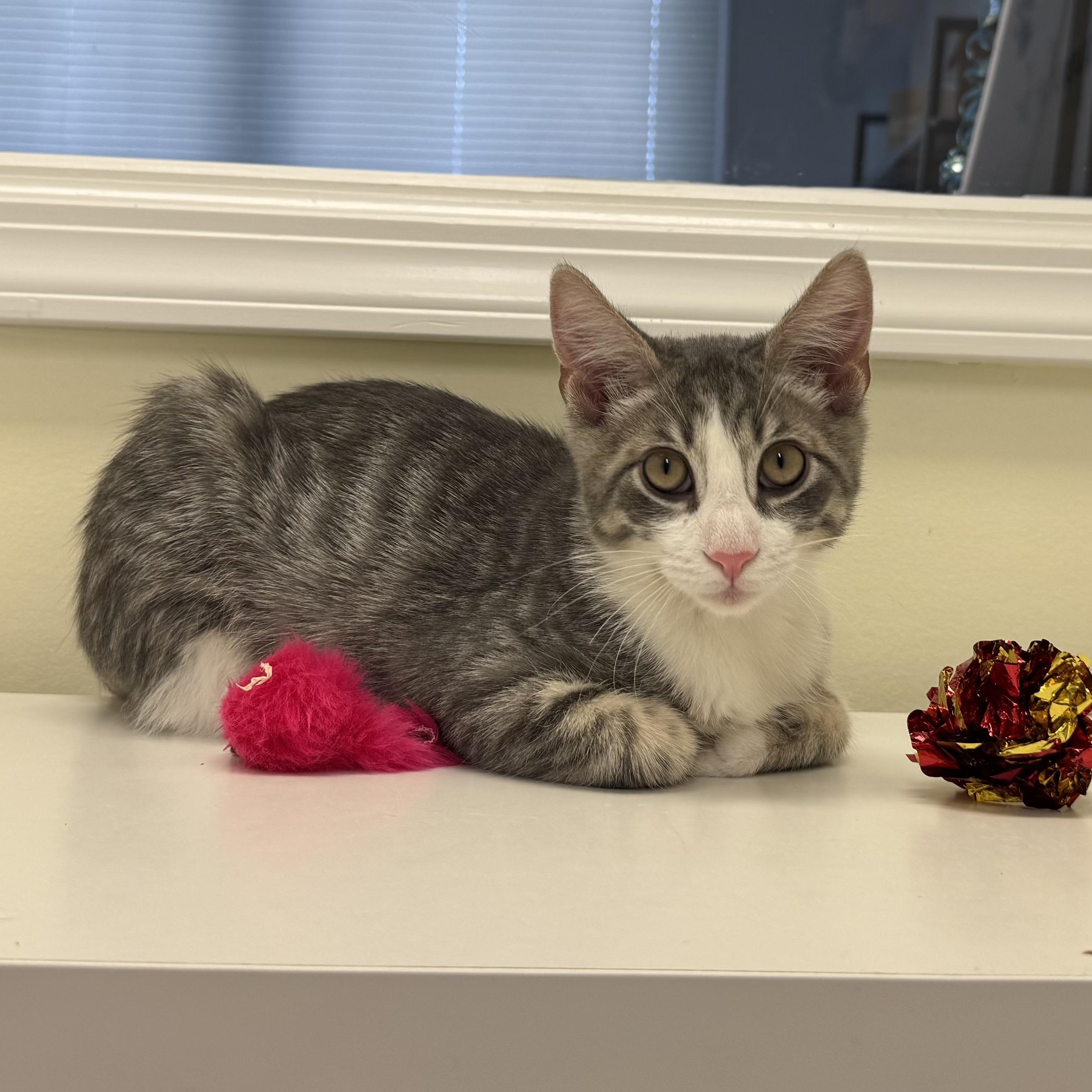 Enlarge Tyler, a ADOPTABLE Tiger in East Northport, NY image 5/5