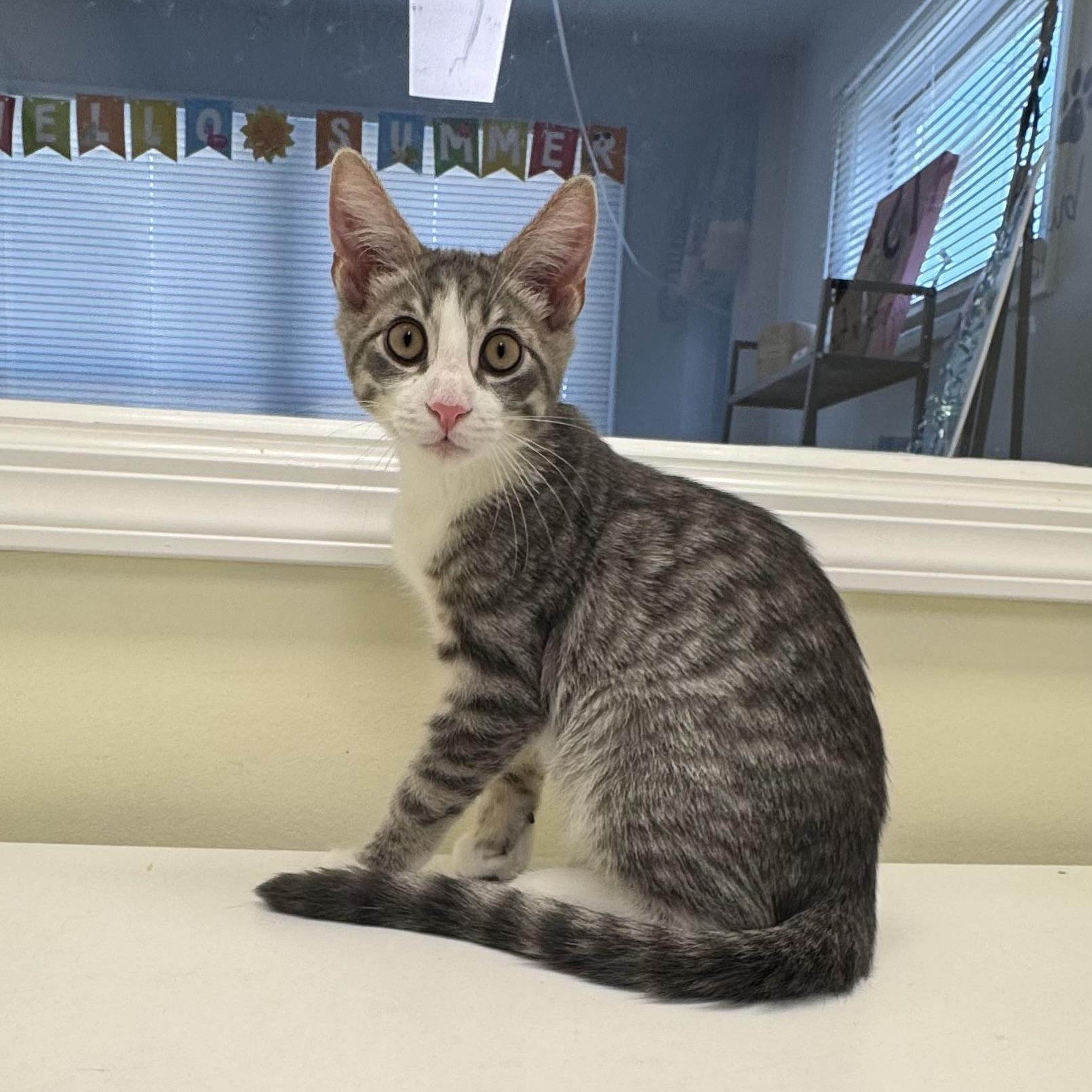 Enlarge Tyler, a ADOPTABLE Tiger in East Northport, NY image 4/5
