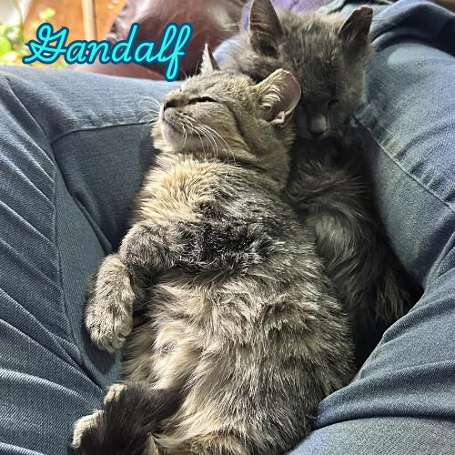 Enlarge Gandalf-Brave, Brilliant, and Full of Kitten Charm, a Adoptable Domestic Short Hair in Laurel, MD image 5/5