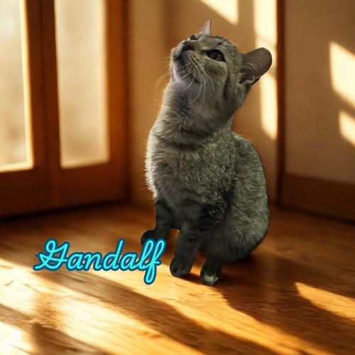 Enlarge Gandalf-Brave, Brilliant, and Full of Kitten Charm, a Adoptable Domestic Short Hair in Laurel, MD image 2/5