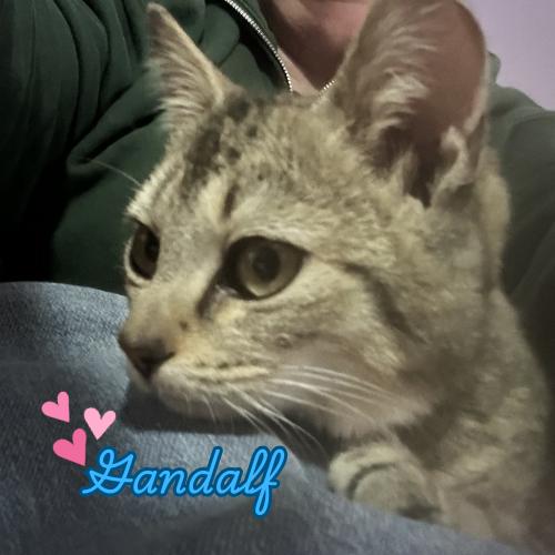 Gandalf-Brave, Brilliant, and Full of Kitten Charm, Adoptable, Kitten Male Domestic Short Hair.