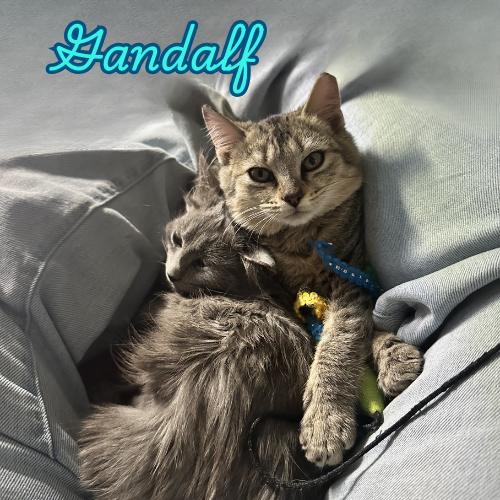 Enlarge Gandalf-Brave, Brilliant, and Full of Kitten Charm, a Adoptable Domestic Short Hair in Laurel, MD image 4/5