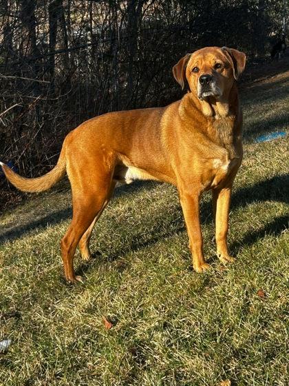 Lucky, Adoptable, Adult Male Labrador Retriever & Mixed Breed.