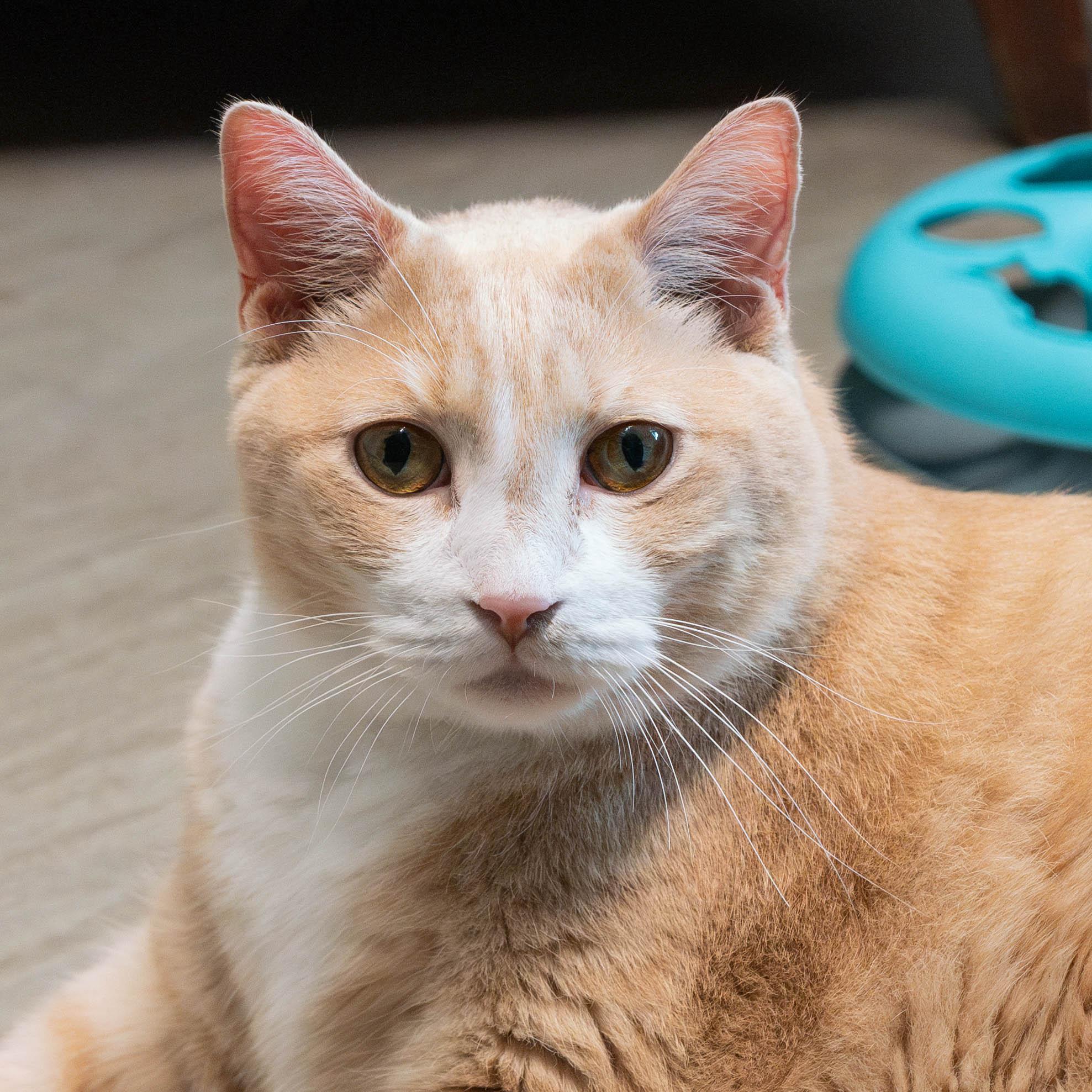 Simba - bonded to Timon