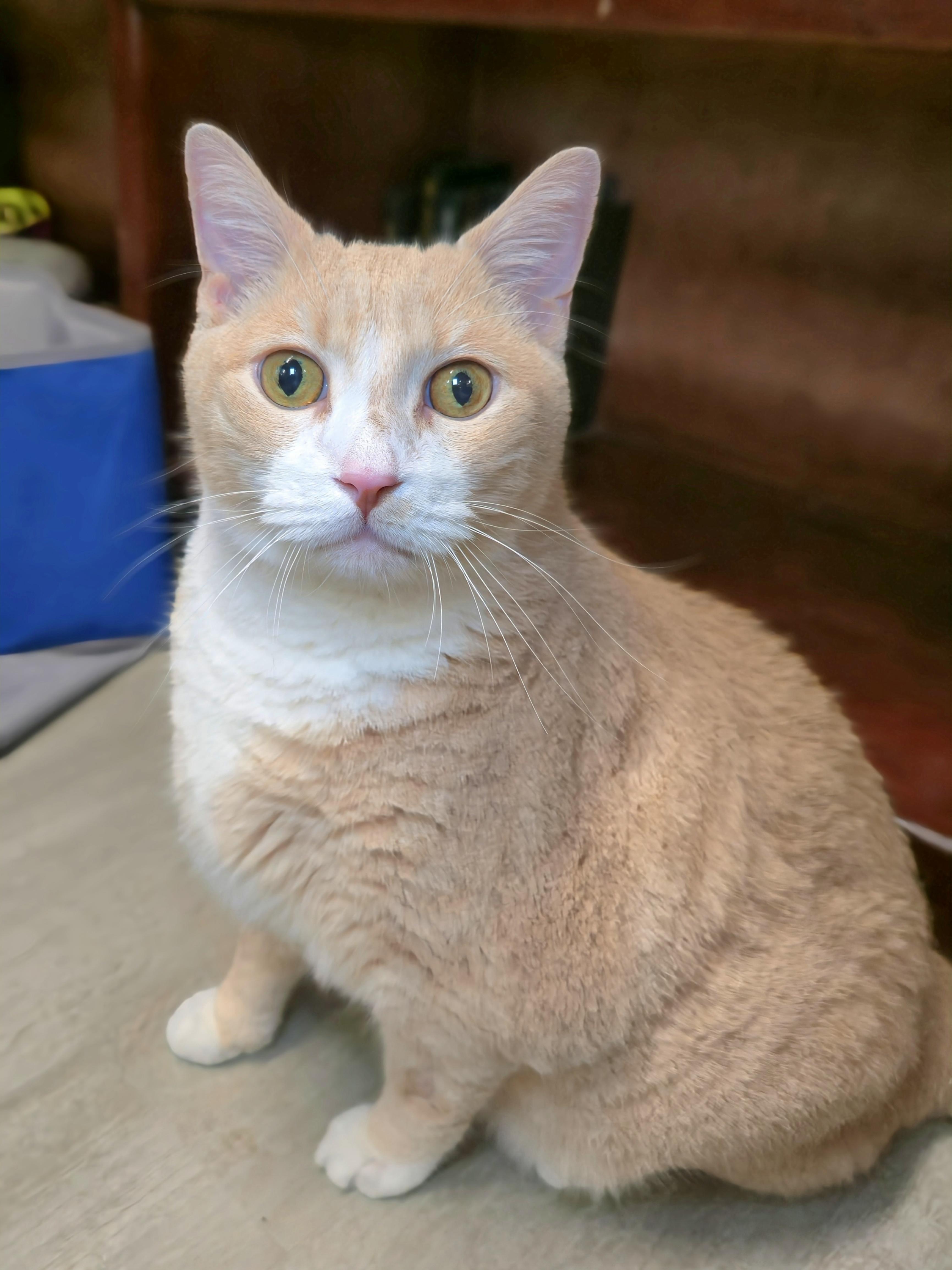 Simba - bonded to Timon
