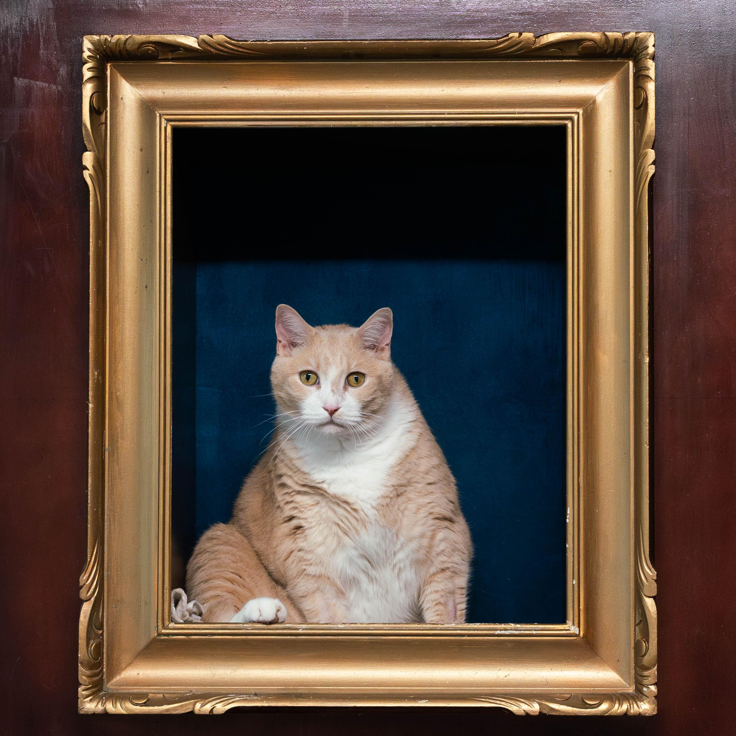 Simba - bonded to Timon