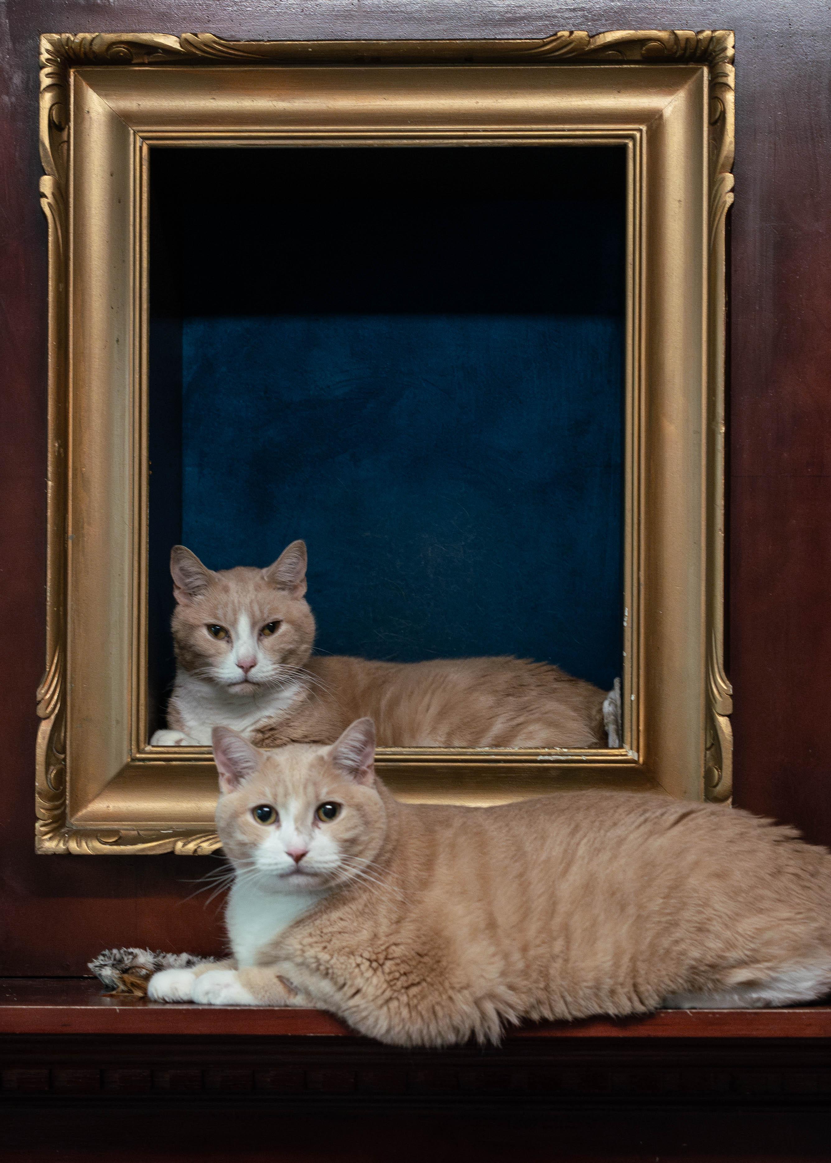 Simba - bonded to Timon