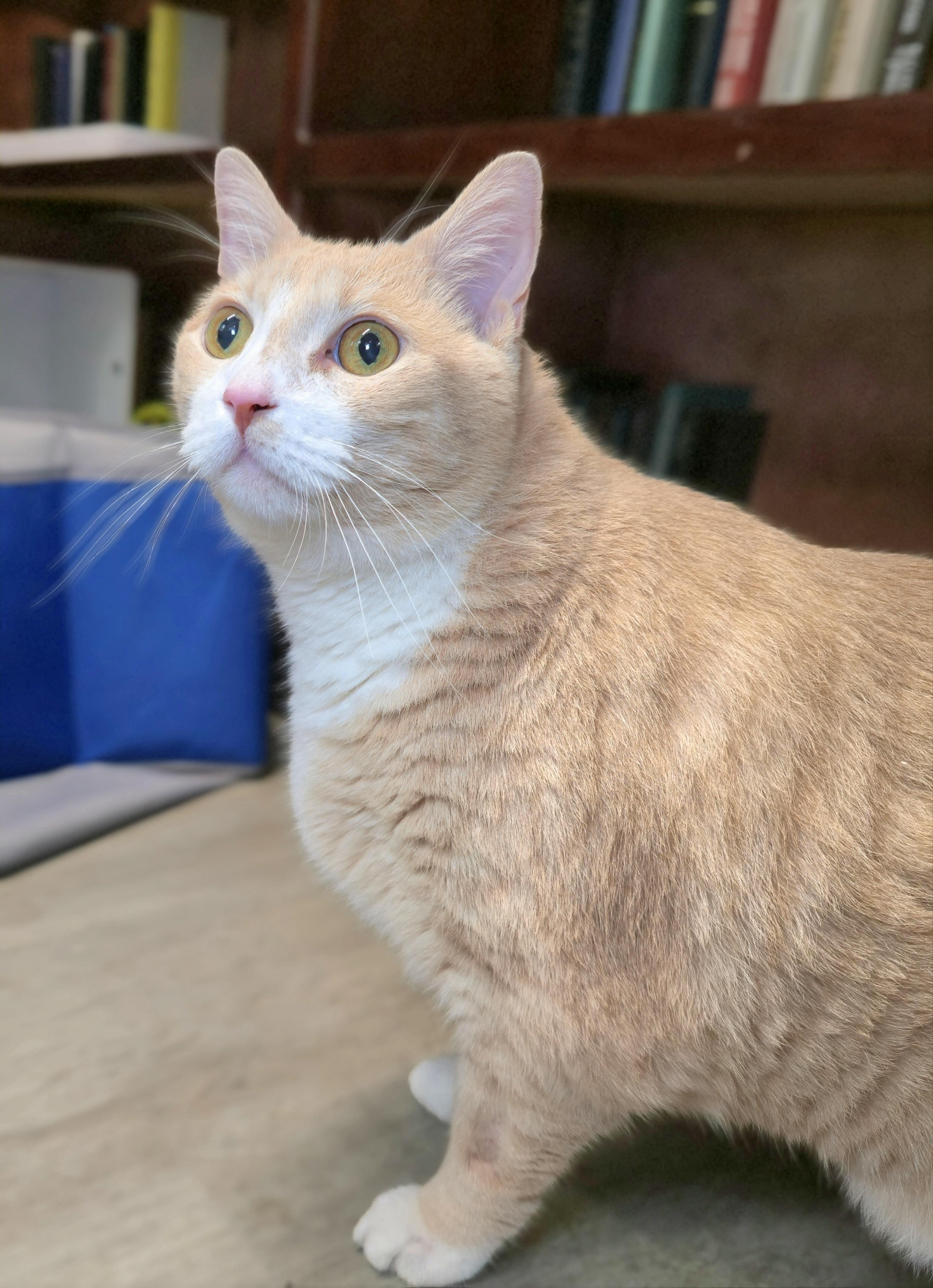 Simba - bonded to Timon