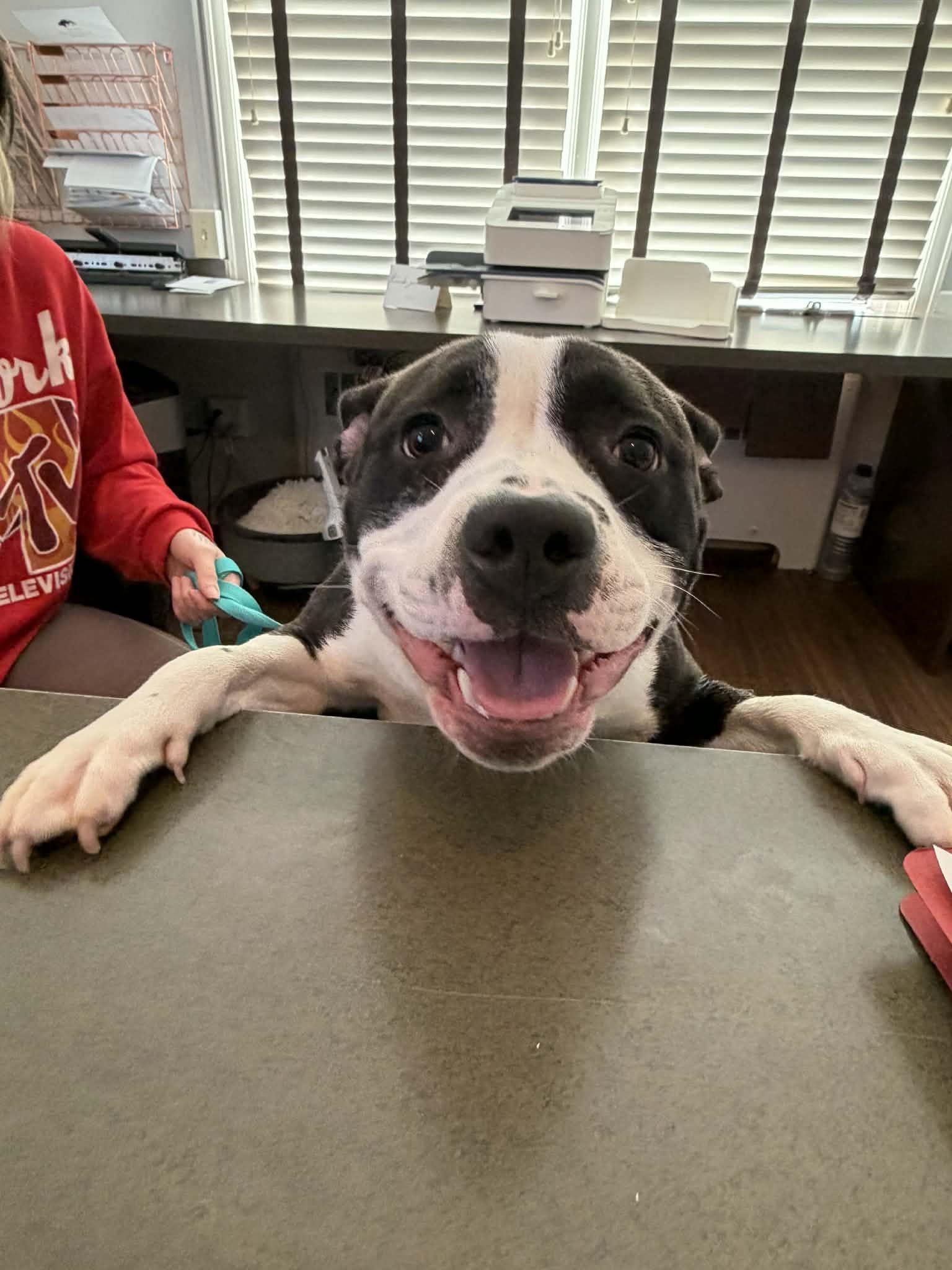 Enlarge Rei, a ADOPTABLE mixed breed in Bettendorf, IA image 4/5