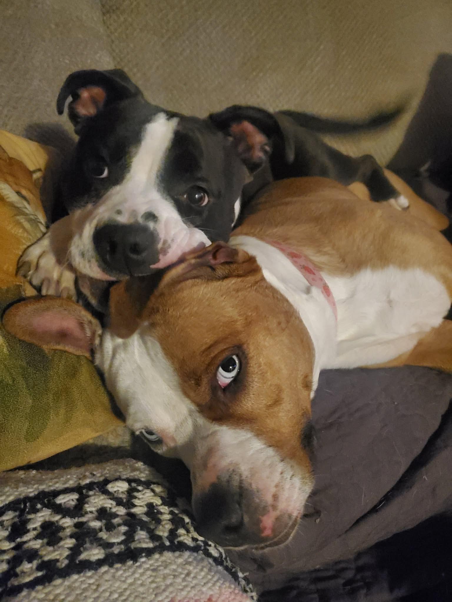 Enlarge Rei, a ADOPTABLE mixed breed in Bettendorf, IA image 5/6