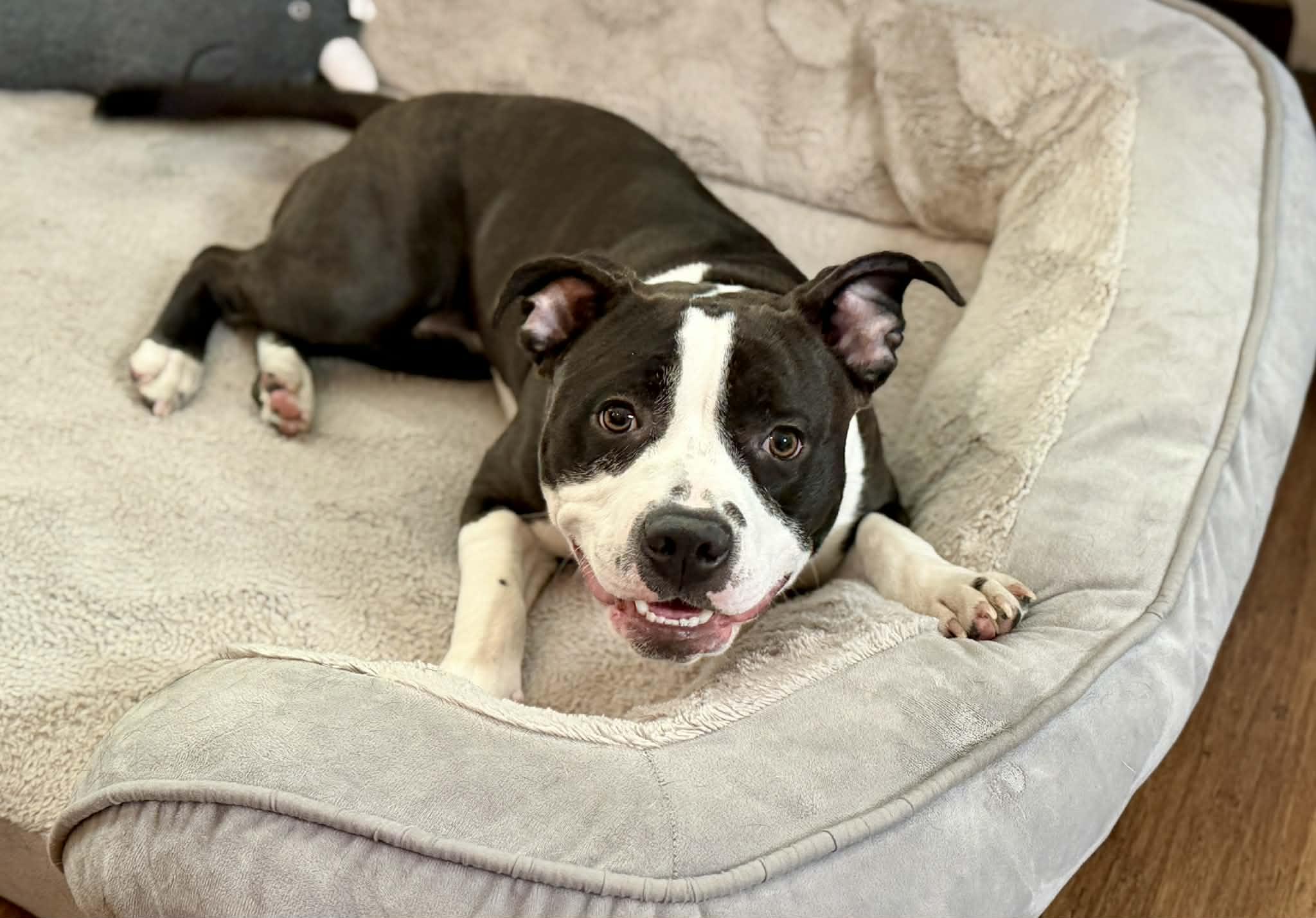 Enlarge Rei, a ADOPTABLE mixed breed in Bettendorf, IA image 3/5