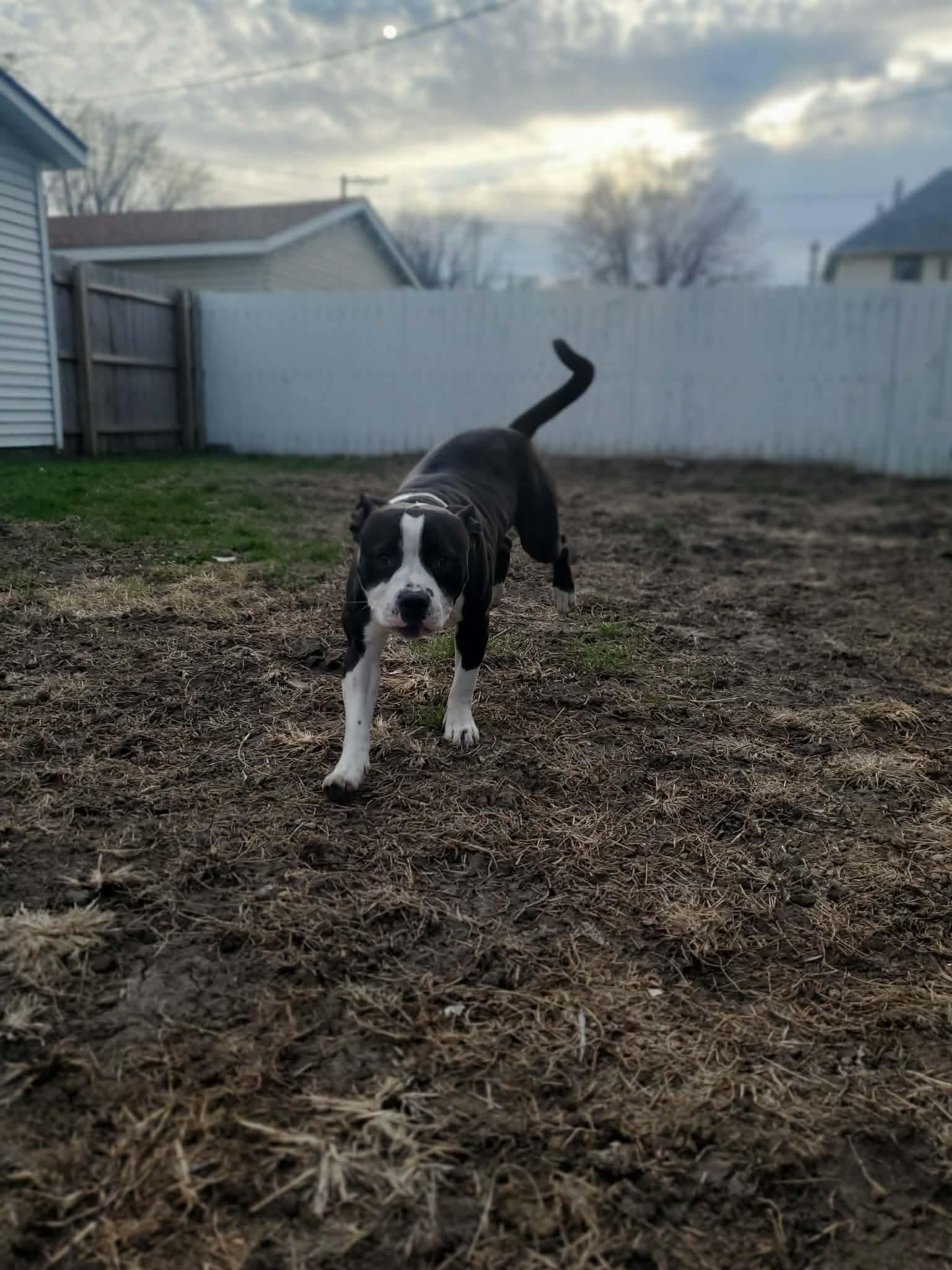 Enlarge Rei, a ADOPTABLE mixed breed in Bettendorf, IA image 6/6