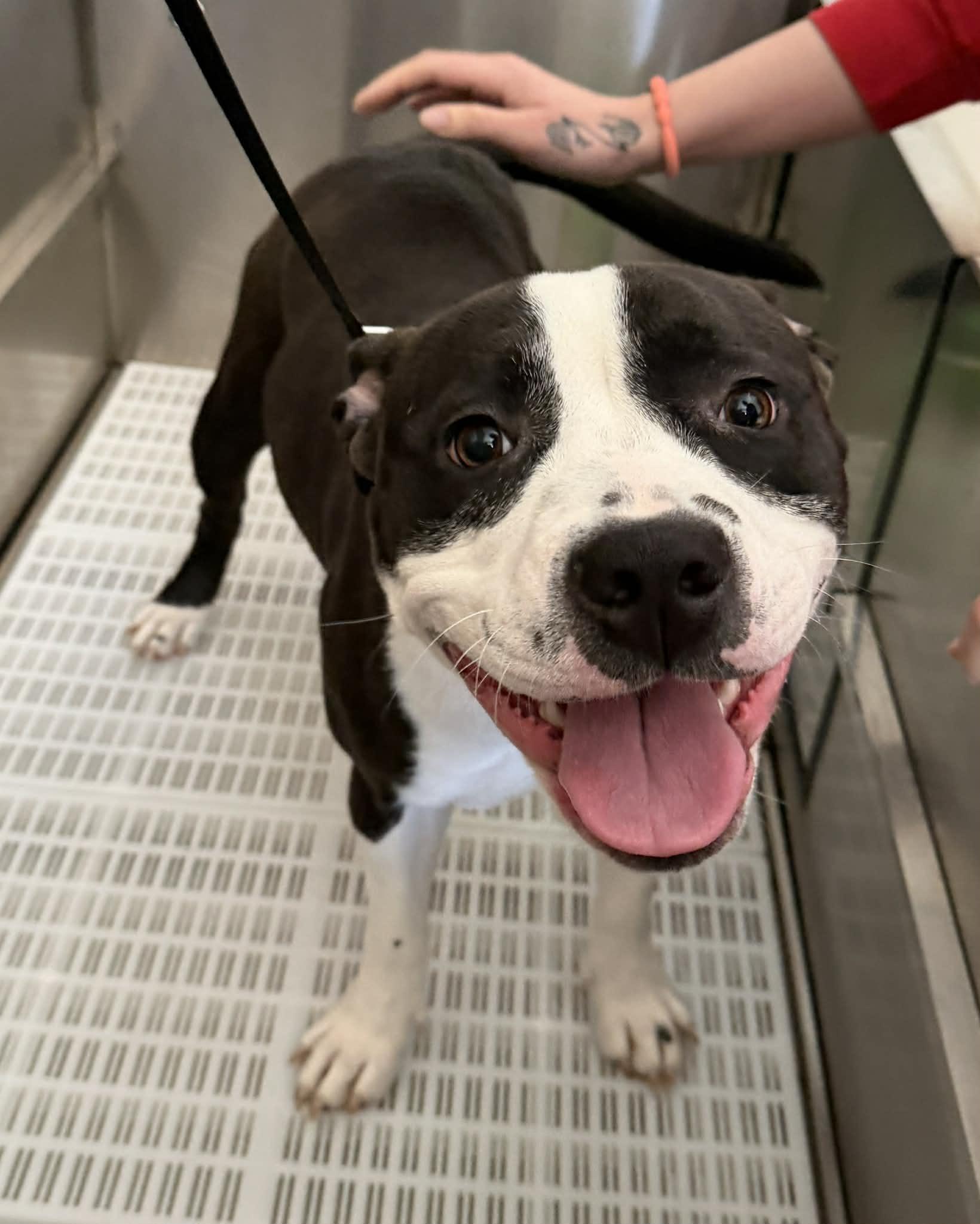 Enlarge Rei, a ADOPTABLE mixed breed in Bettendorf, IA image 5/5