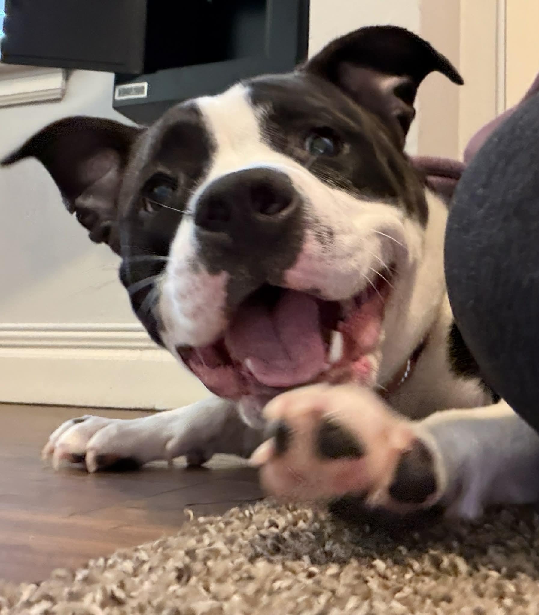 Enlarge Rei, a ADOPTABLE mixed breed in Bettendorf, IA image 1/5