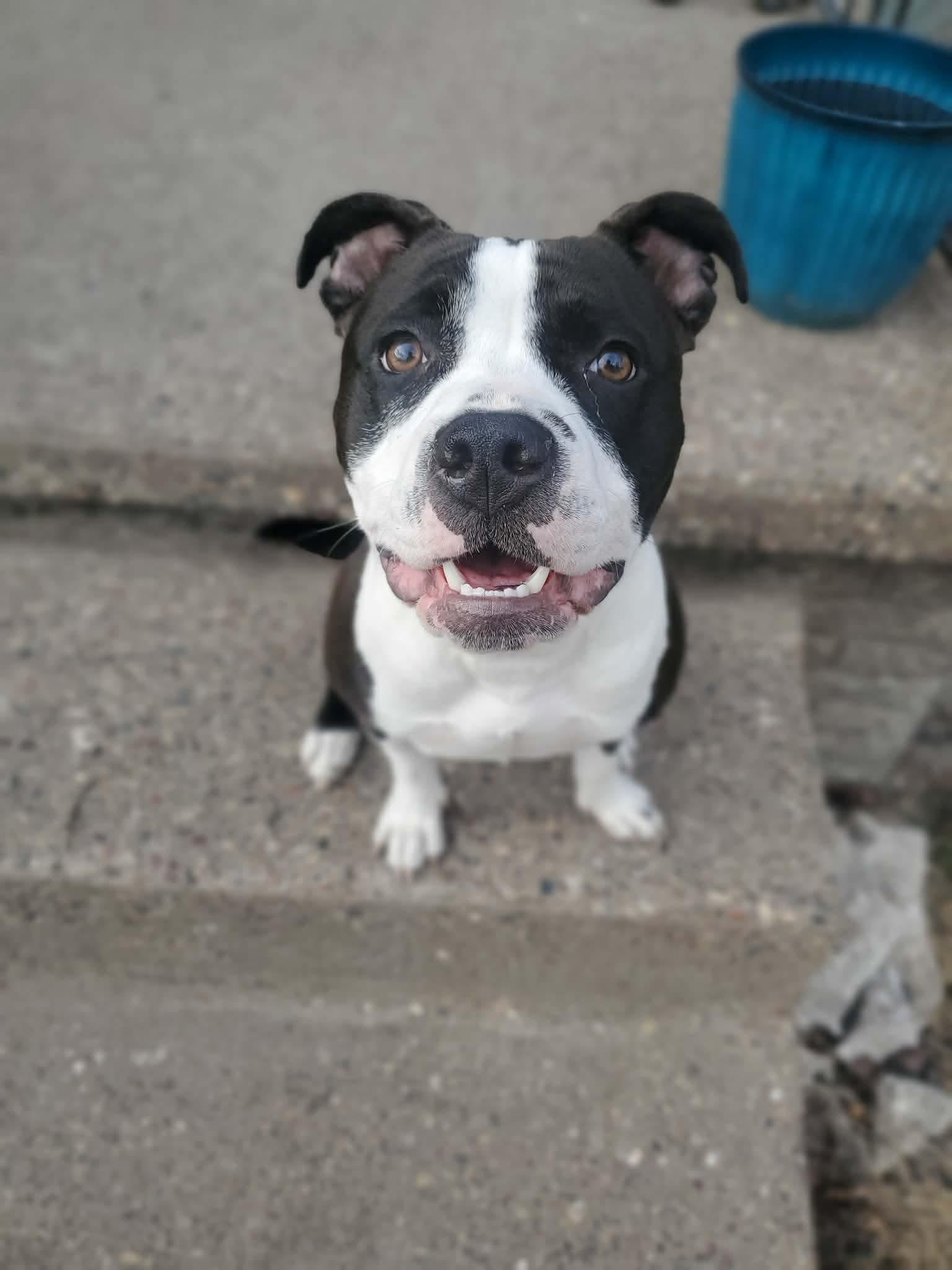 Enlarge Rei, a ADOPTABLE mixed breed in Bettendorf, IA image 1/6