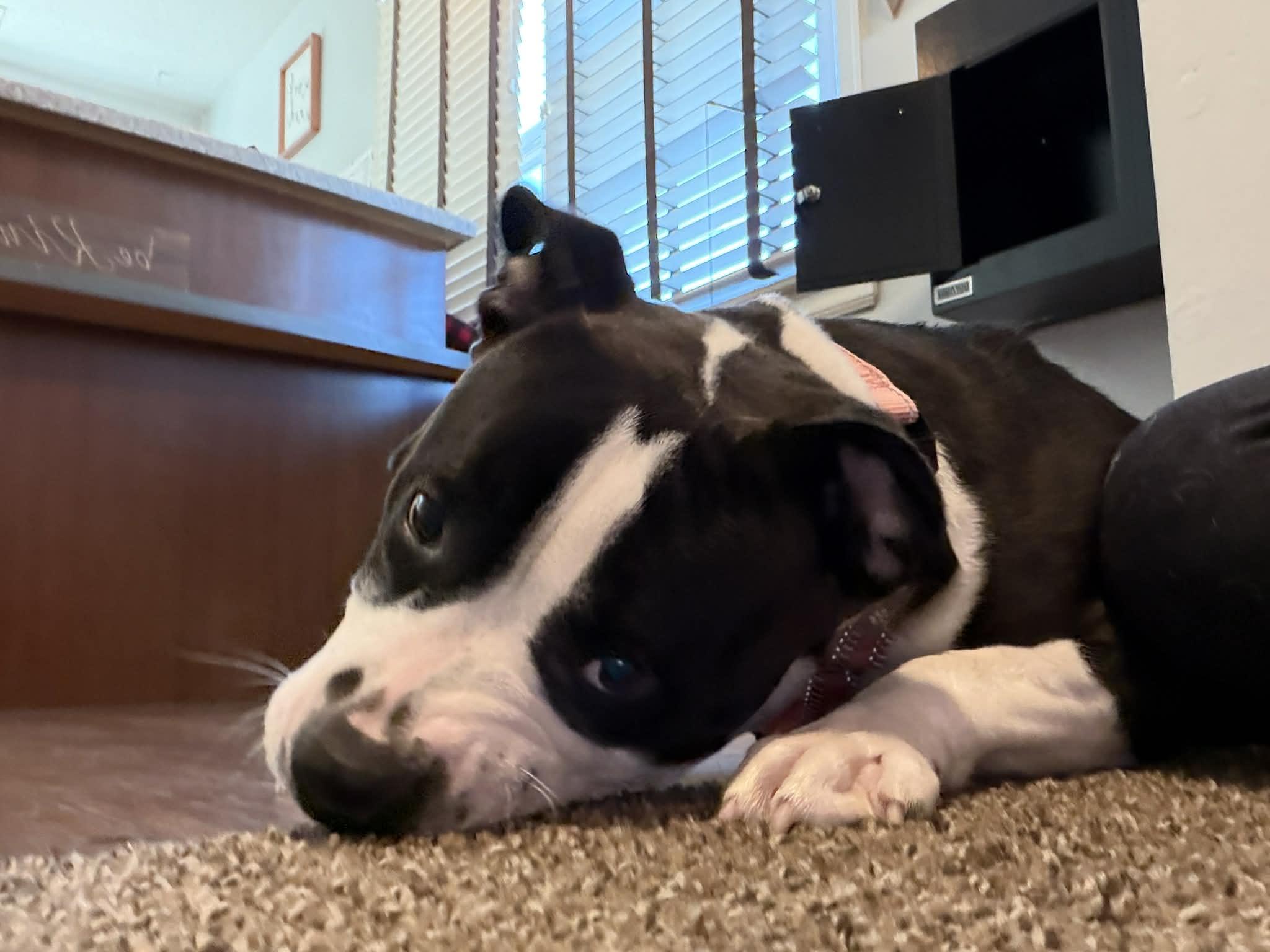 Enlarge Rei, a ADOPTABLE mixed breed in Bettendorf, IA image 2/5