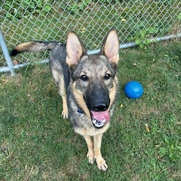 Enlarge Lily, a ADOPTABLE German Shepherd Dog in Hamburg, PA image 2/6
