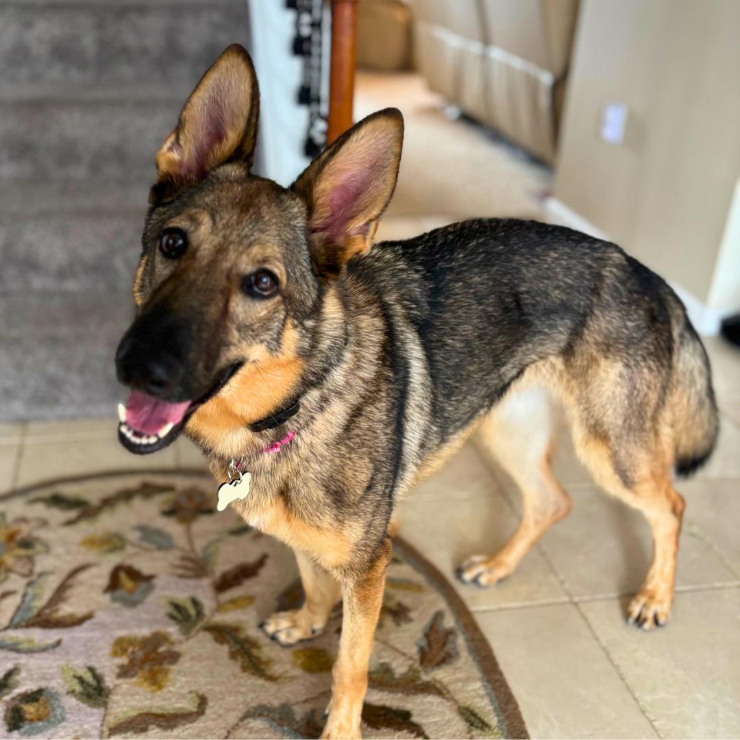 Enlarge Lily, a ADOPTABLE German Shepherd Dog in Hamburg, PA image 1/6