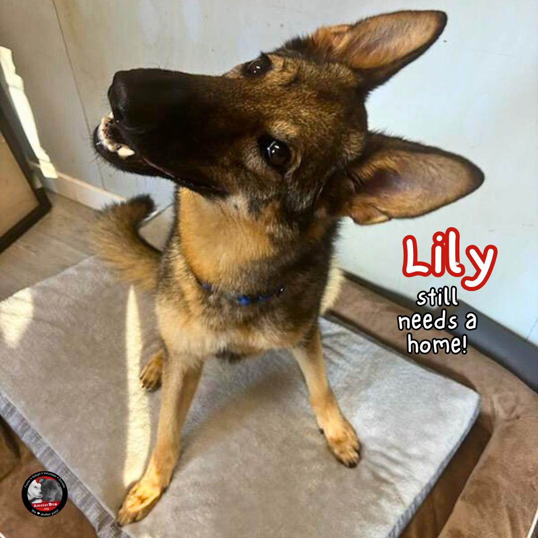 Enlarge Lily, a ADOPTABLE German Shepherd Dog in Hamburg, PA image 3/6