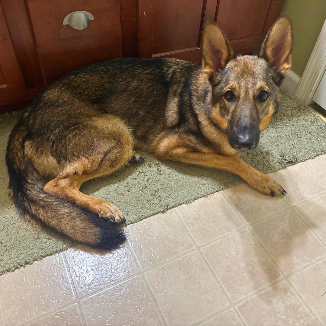 Enlarge Lily, a ADOPTABLE German Shepherd Dog in Hamburg, PA image 4/6