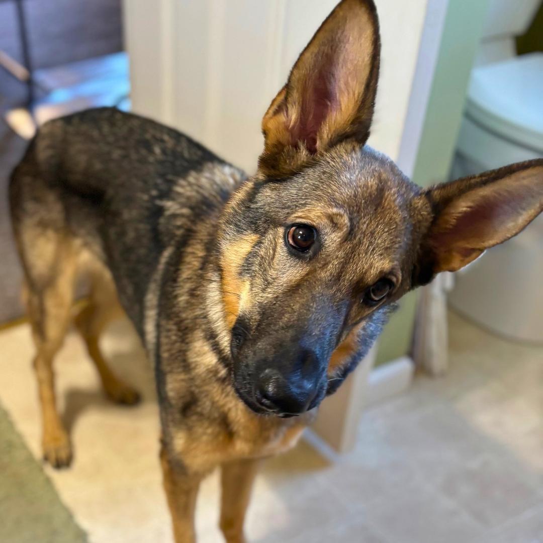 Enlarge Lily, a ADOPTABLE German Shepherd Dog in Hamburg, PA image 5/6