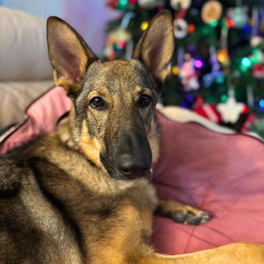Enlarge Lily, a ADOPTABLE German Shepherd Dog in Hamburg, PA image 6/6