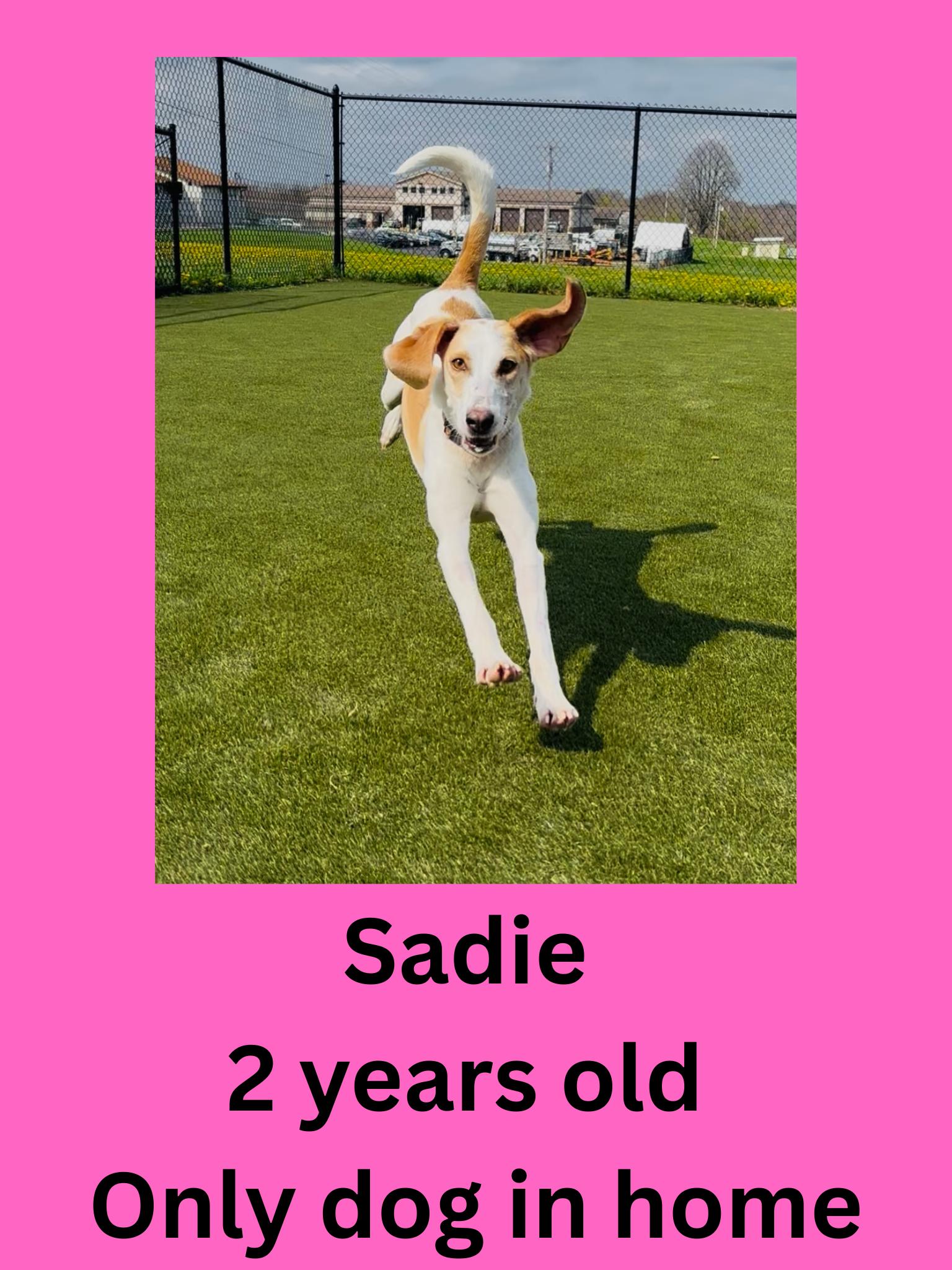 Enlarge Sadie, a ADOPTABLE Mixed Breed in Ravenna, OH image 1/1