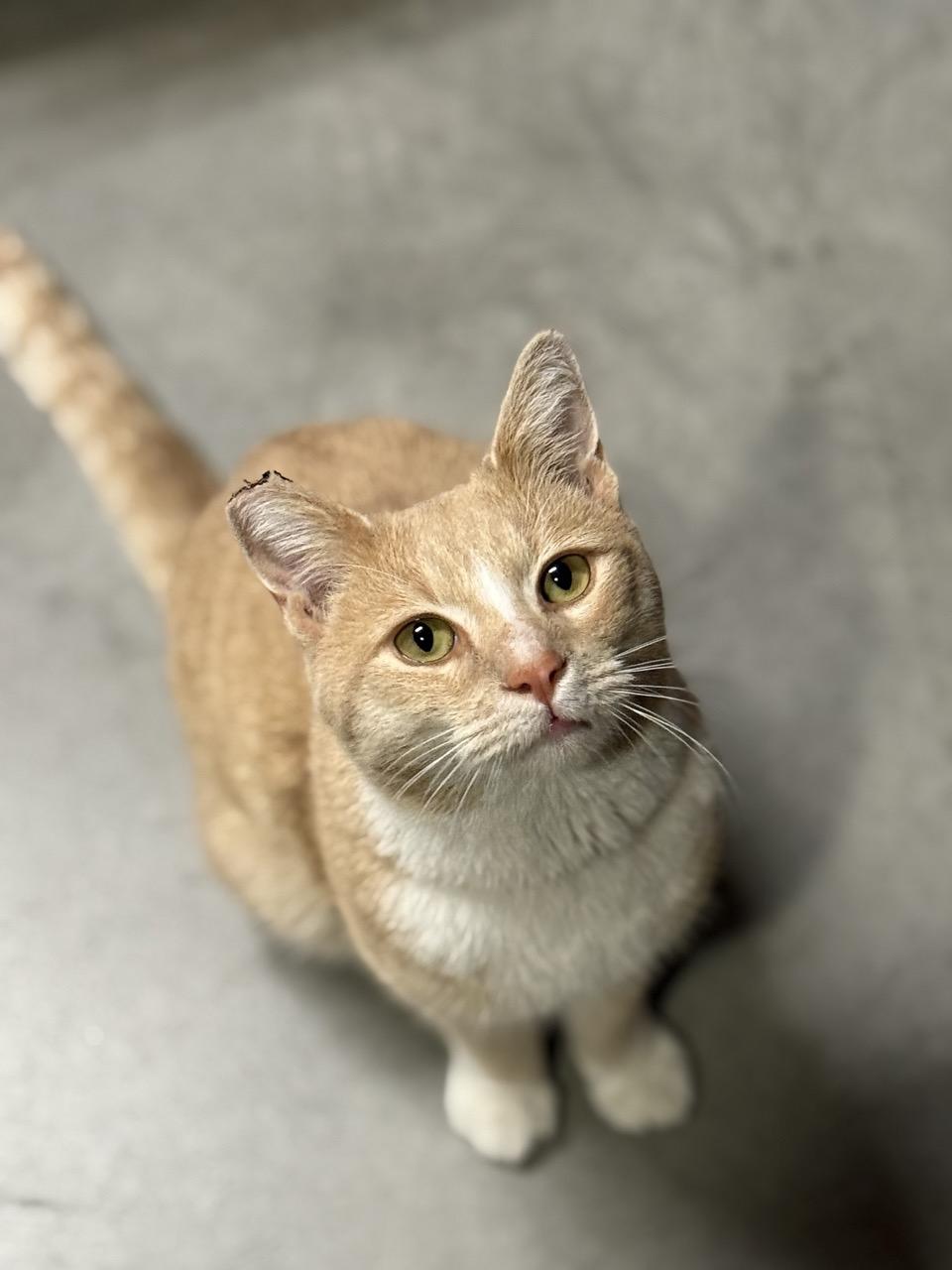 Chad, Adoptable, Young Male Domestic Short Hair.