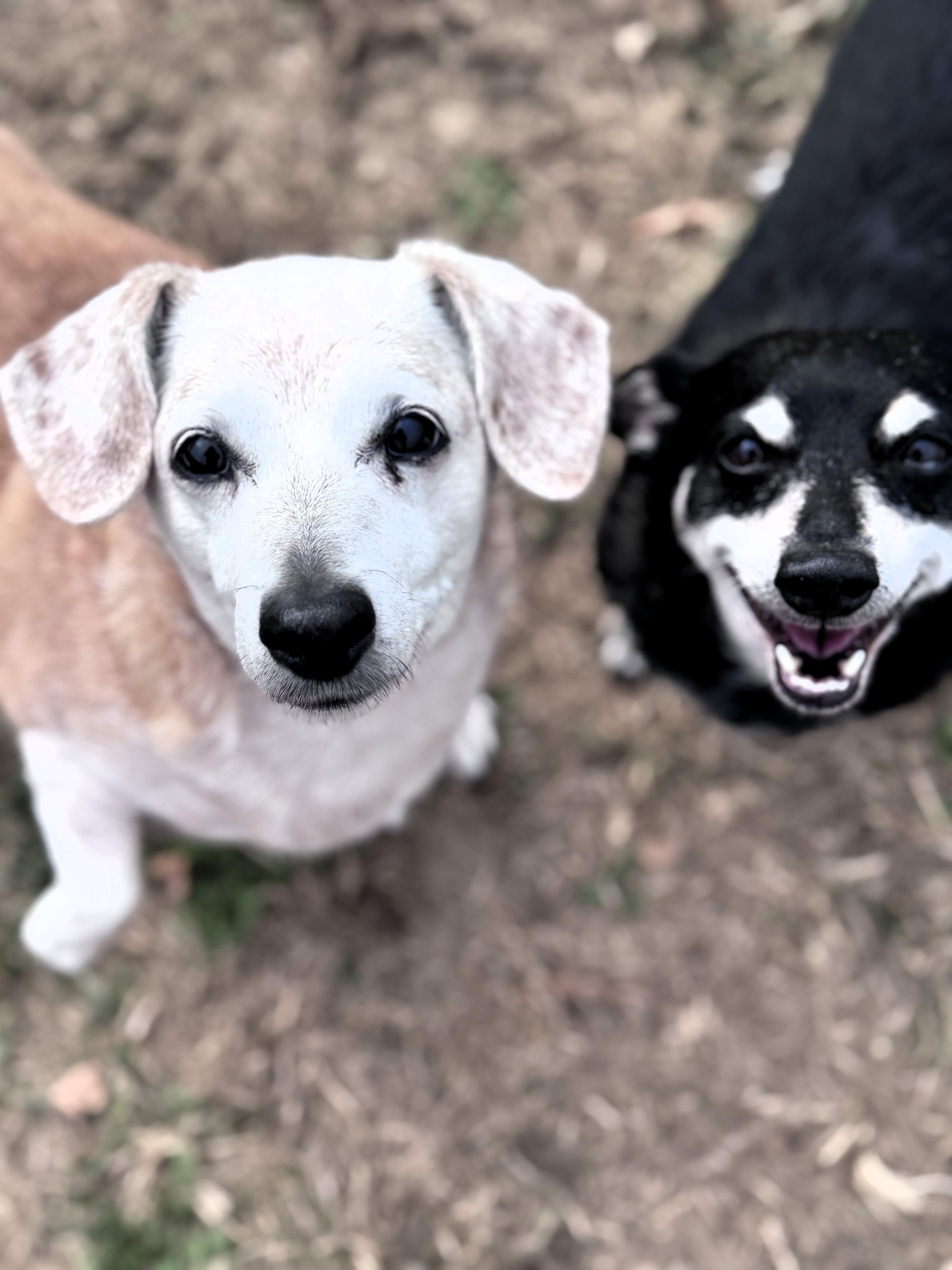 Skittles, Adoptable, Senior Female Dachshund.