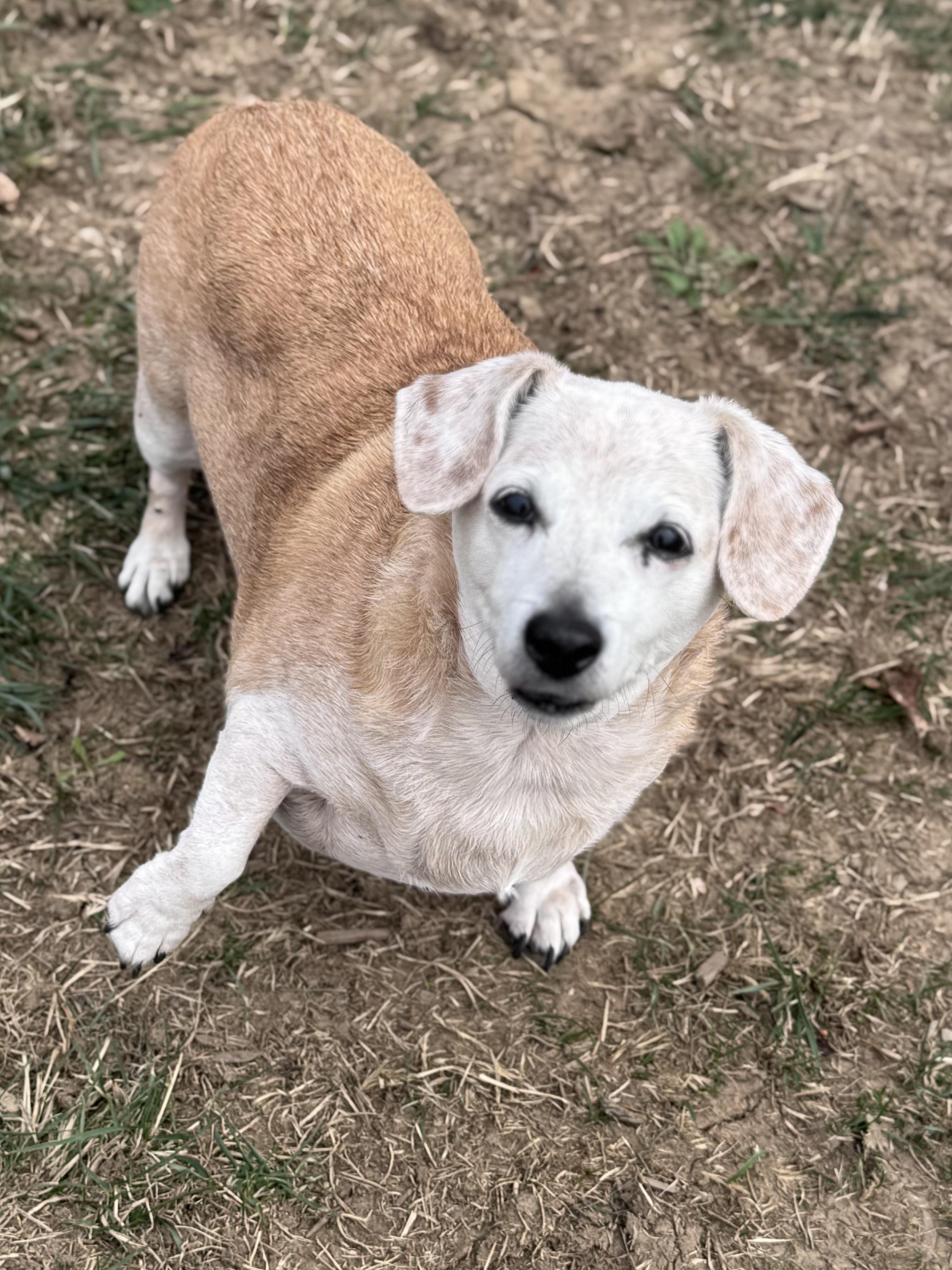 Skittles, a Adoptable mixed breed in Pekin, IL image 2/2