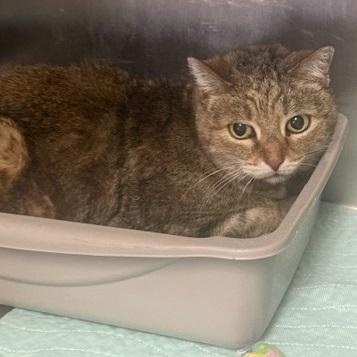 Enlarge Munchkin, a Adoptable Domestic Short Hair in Triadelphia, WV image 1/1