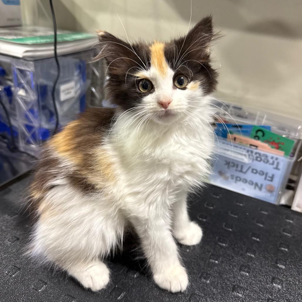 Enlarge Flo, a ADOPTABLE Domestic Medium Hair in Washington, PA image 1/1