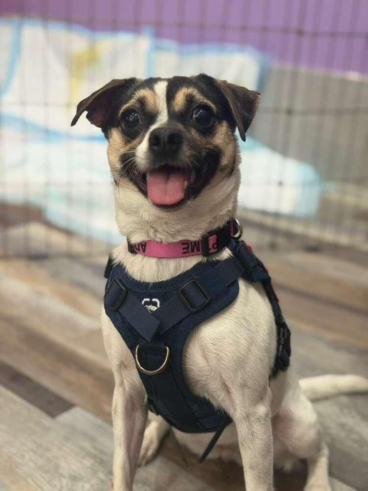 Enlarge Mary, a Adoptable mixed breed in New York, NY image 3/6