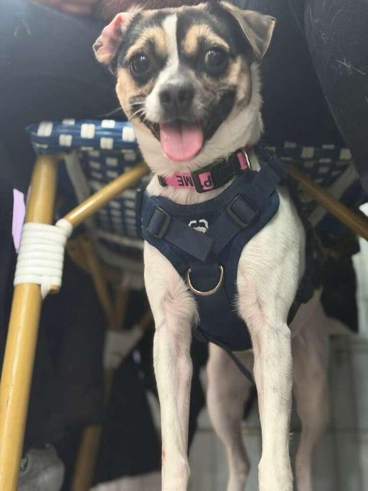 Enlarge Mary, a Adoptable mixed breed in New York, NY image 4/6